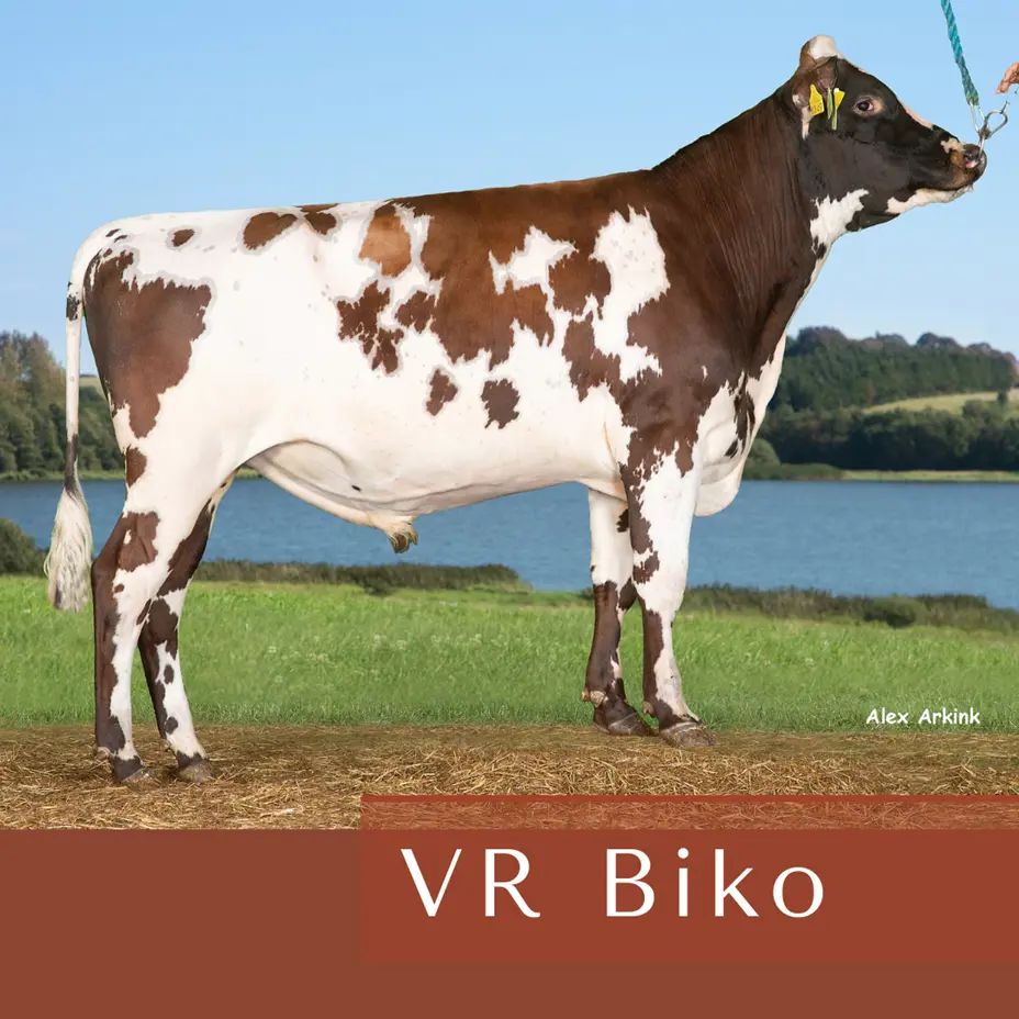 VR Biko