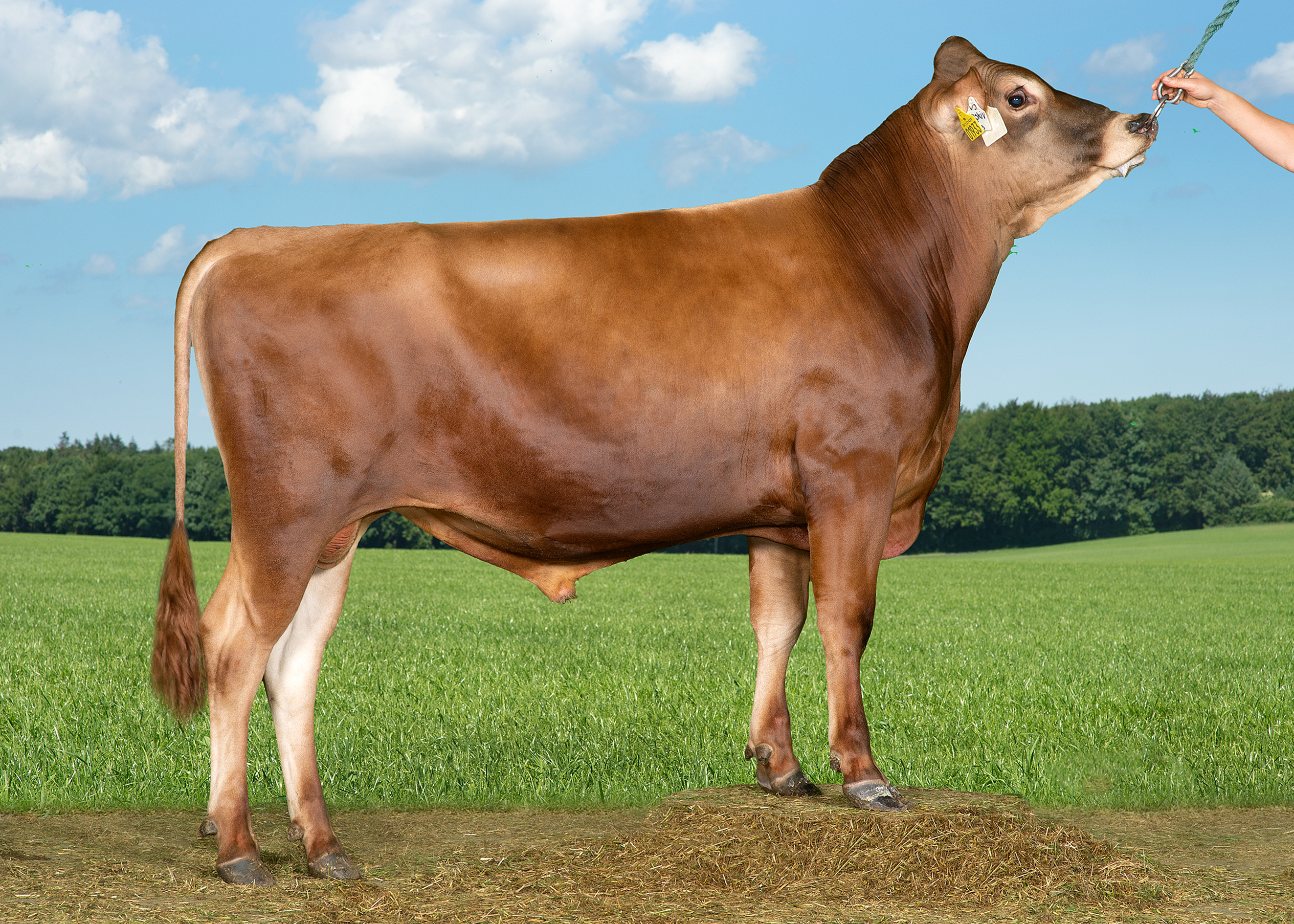 VJ Waskiv P (VJ Hodja) Uden Alex