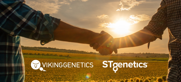 Samarbejde Vikinggenetics Og Stgenetics
