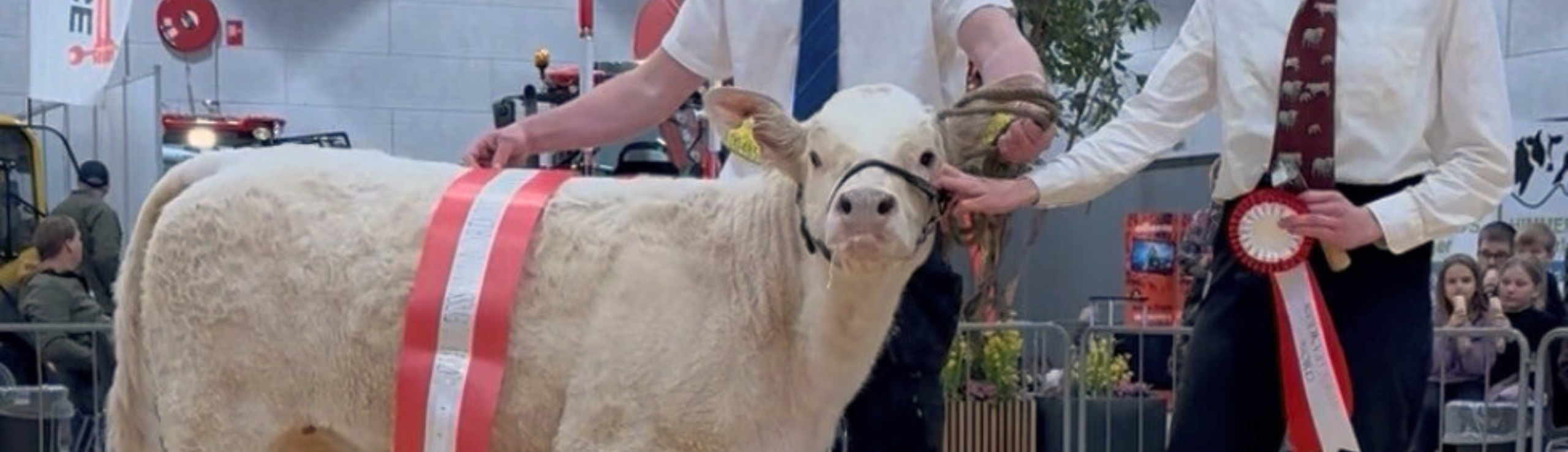 Bedste Kalv Alberte Fra Løngaard Charolais På 4 Måneder.