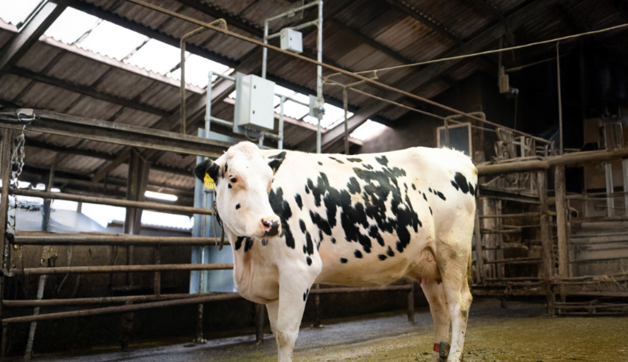 Holsteing Ko Og Cowfit