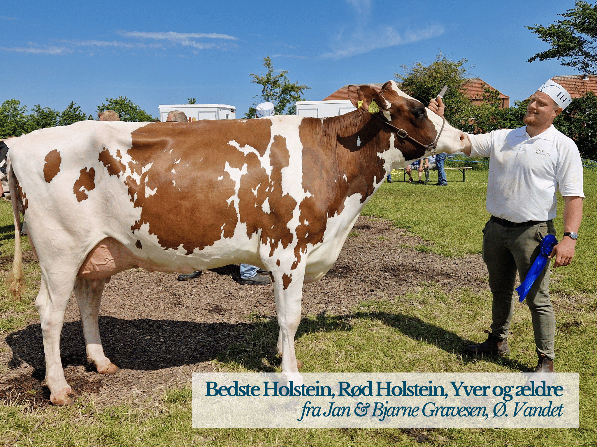 Bedste Holstein, DRH, Yver Og Ældre, Thy Mors Dyrskue 2025