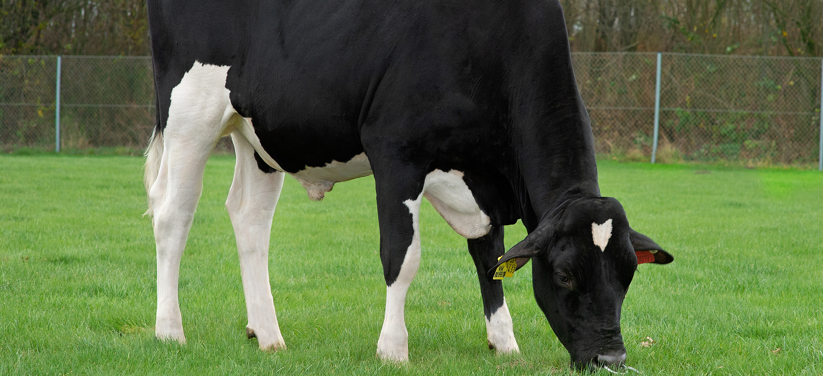 VH Bleech (Builder P) Stemning 261063 Forside