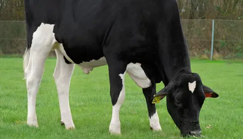 VH Bleech (Builder P) Stemning 261063 Forside