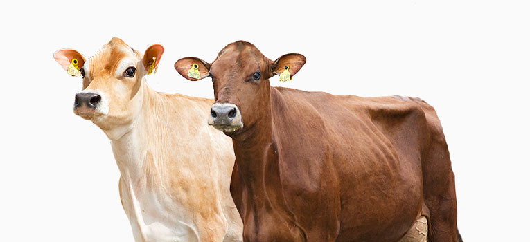 Spot Artikel Jersey Og RDM Årsmøde Web (1)