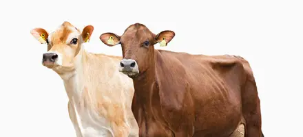 Spot Artikel Jersey Og RDM Årsmøde Web (1)