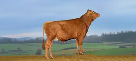 VR Elke (VR Exter)