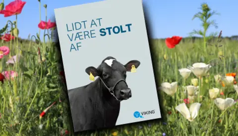 Holstein Design Uden Navn 7