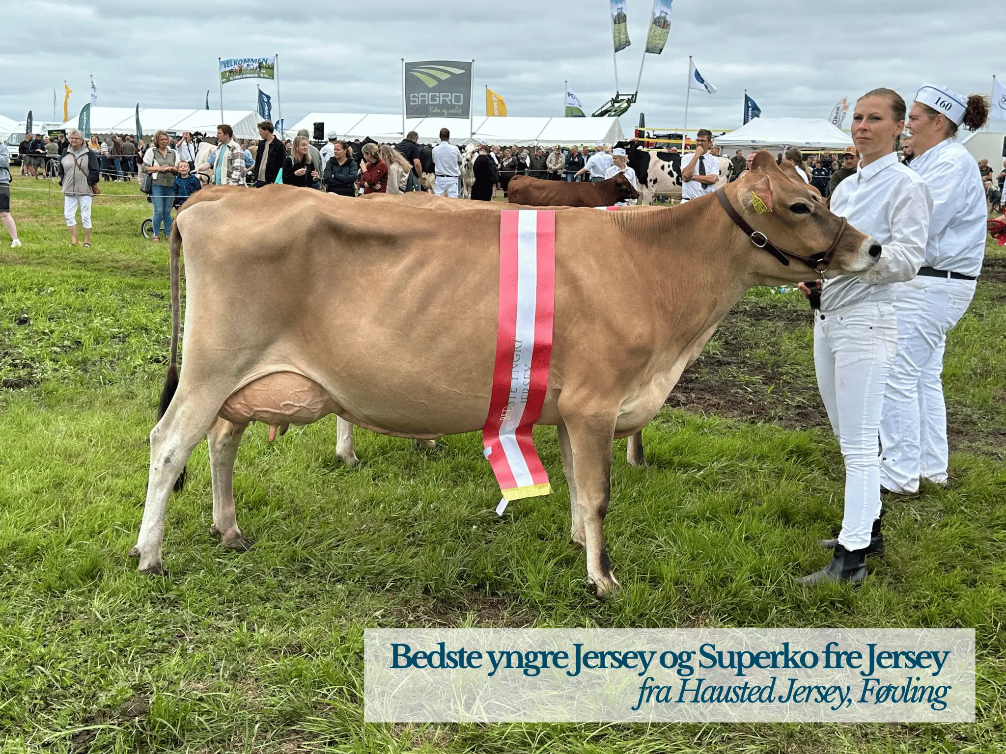 Bedste Yngre Jersey Og Superko, Ribe Dyrskue 2025