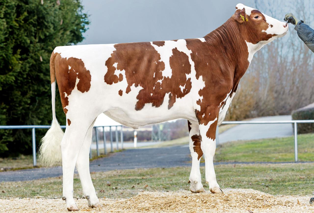 Mercurio P De0817024355 997312 Srgb Web