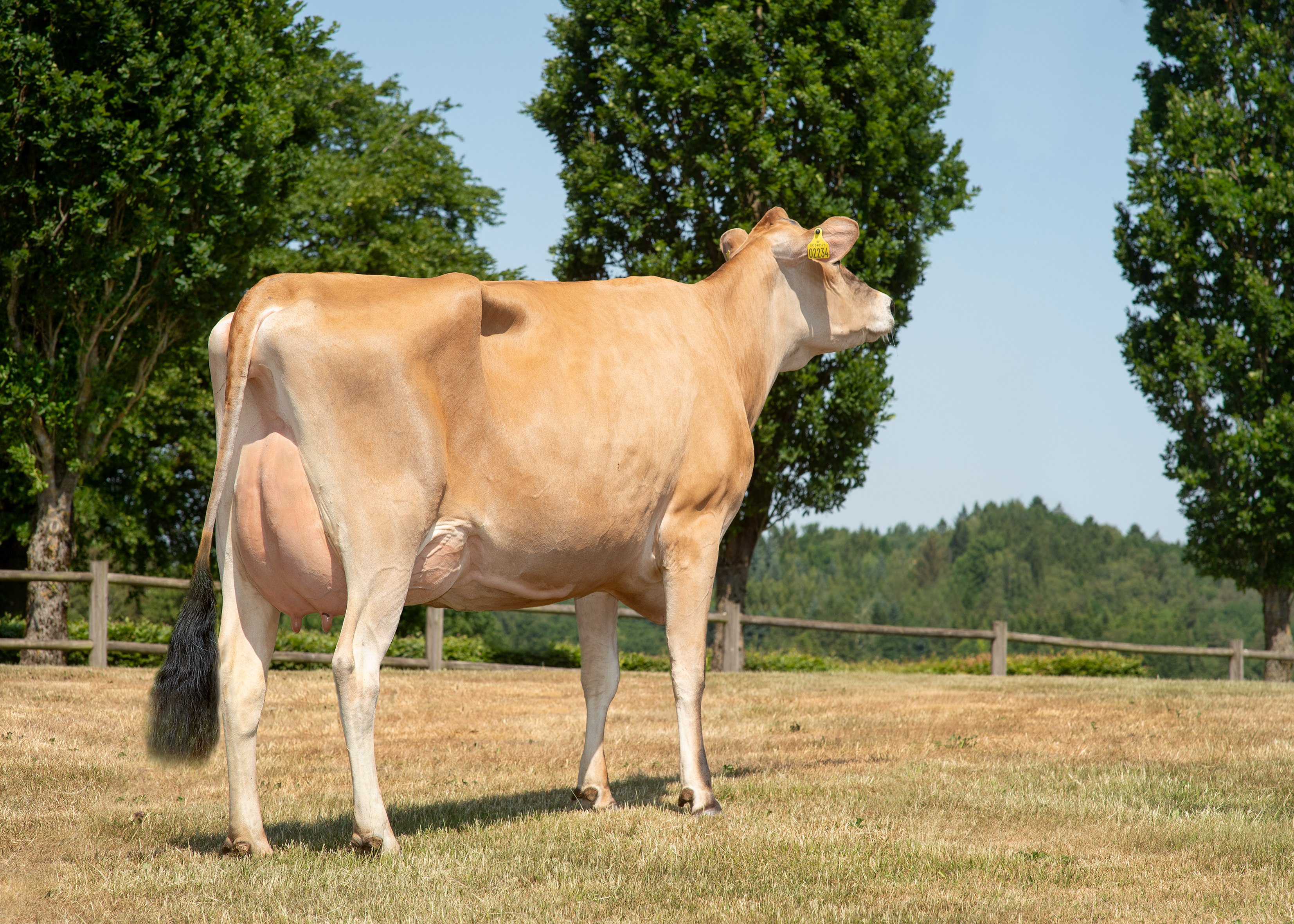 VJ Dandi Daughter No 40173 2234 From Nørskovgaard IS, Silkeborg Scenic01 (1)