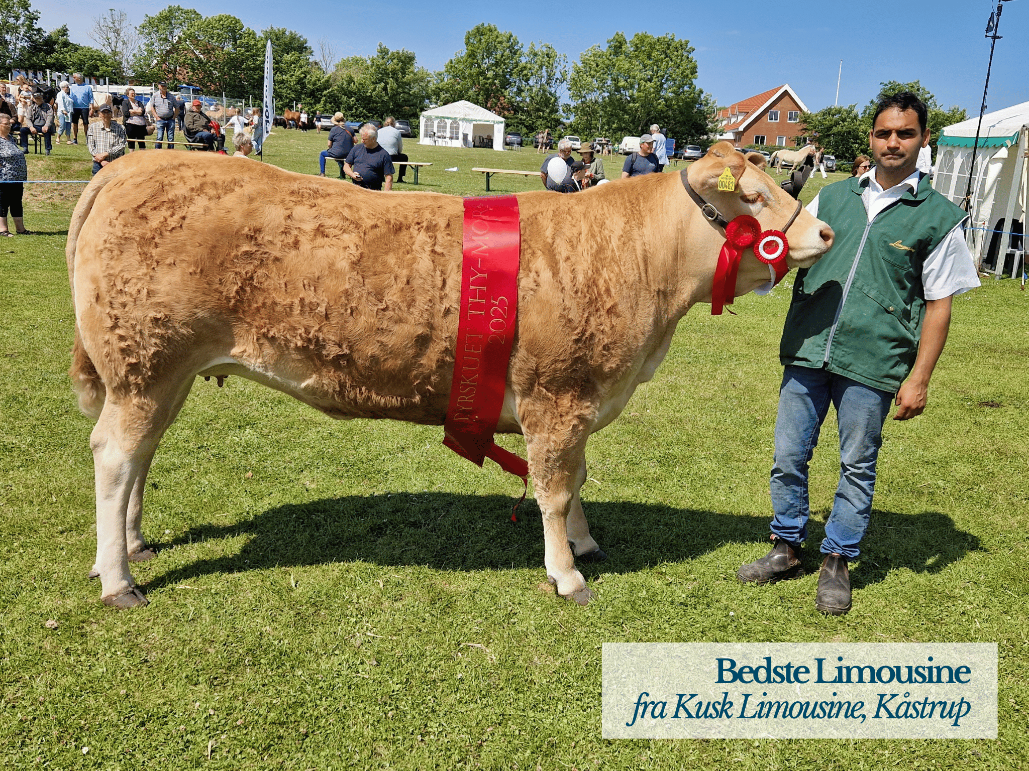 Bedste Limousine, Thy Mors Dyrskue 2025