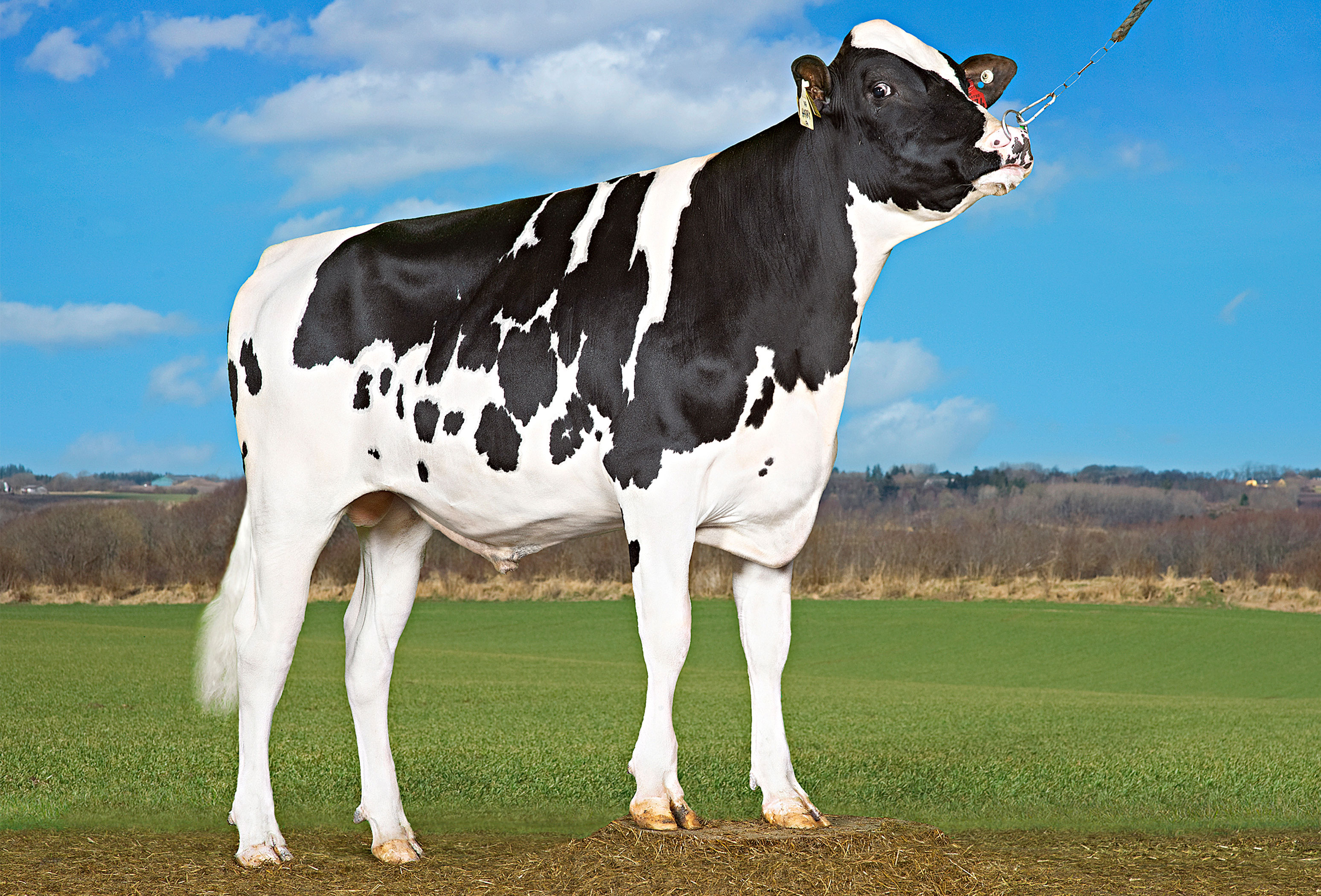 VH Harry P (Hotspot P) Front Srgb Web