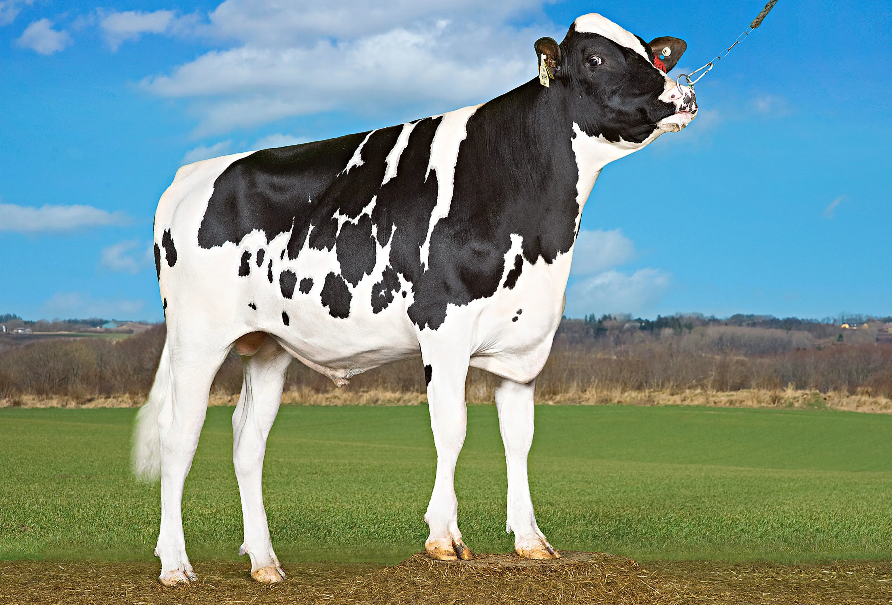 VH Harry P (Hotspot P) Front Srgb Web