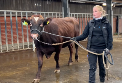 Vikinggenetics – Innovativ Avl For Sunde Og Effektive Køer