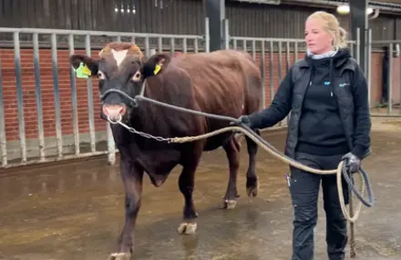 Vikinggenetics – Innovativ Avl For Sunde Og Effektive Køer