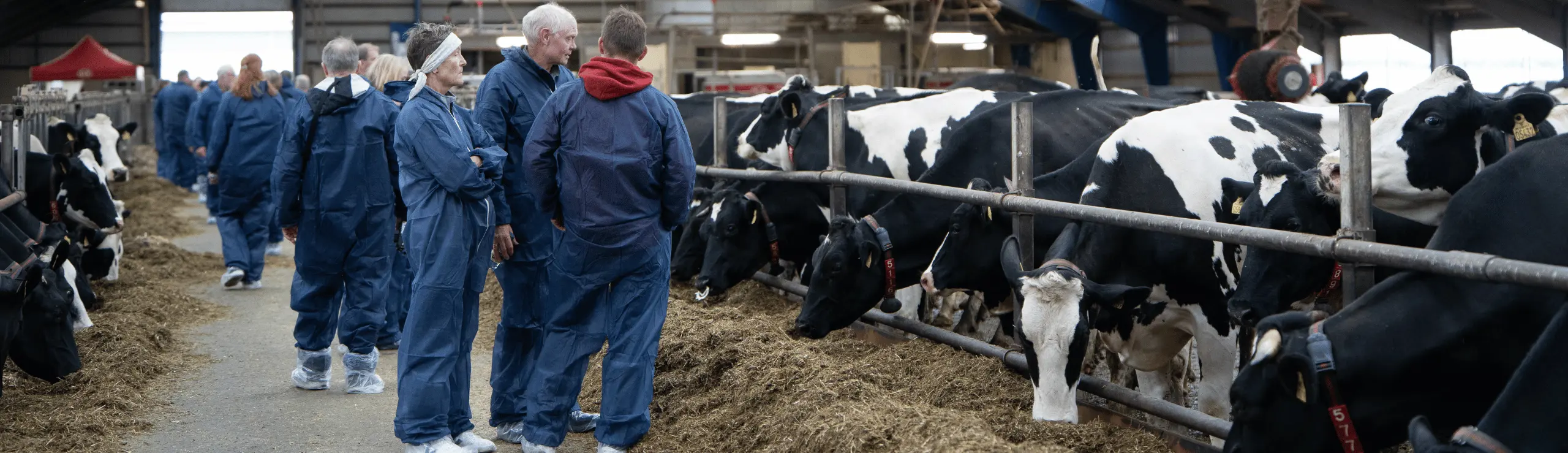 Holstein Arrangement