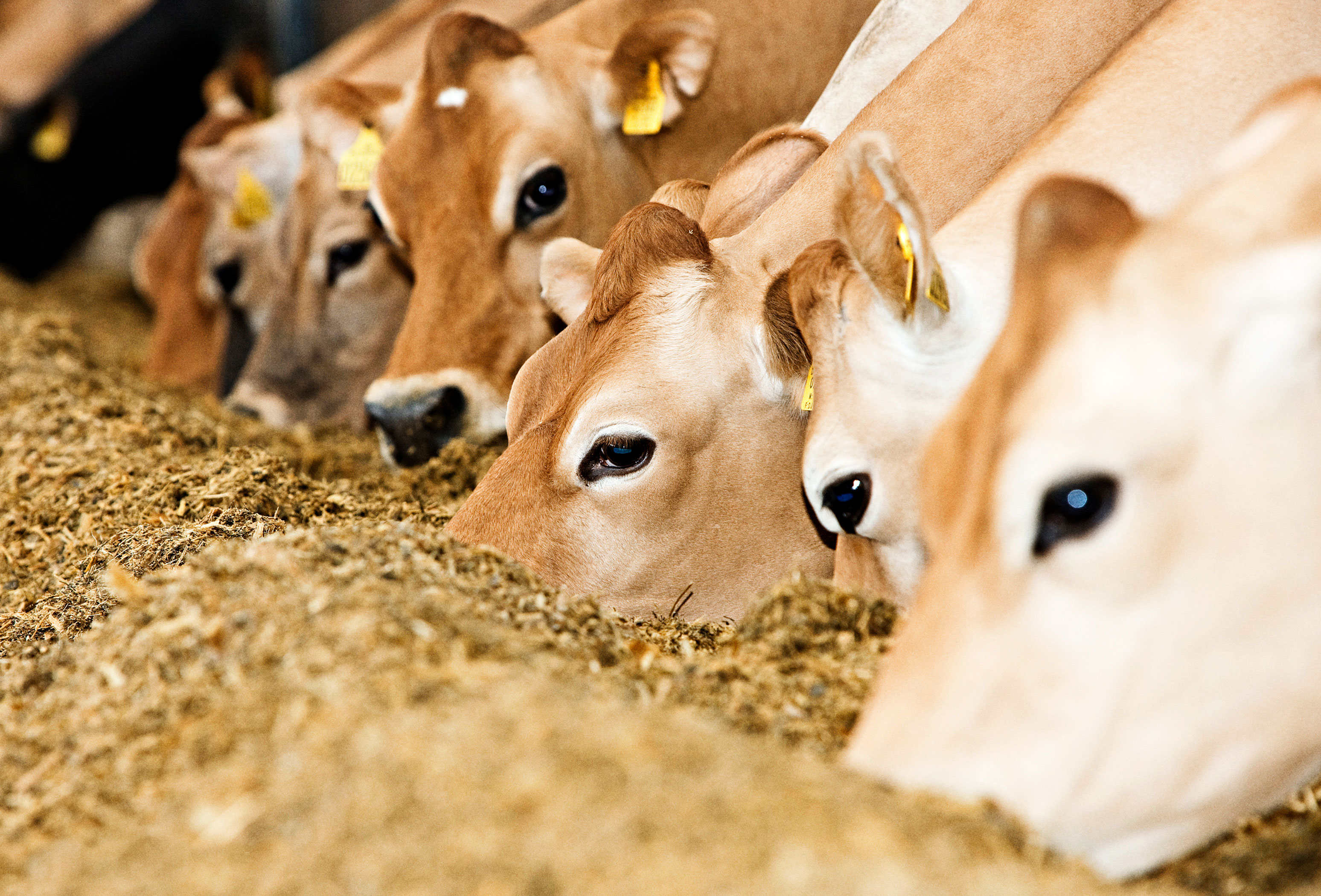 EG1605043 2 Vn Srgb Web