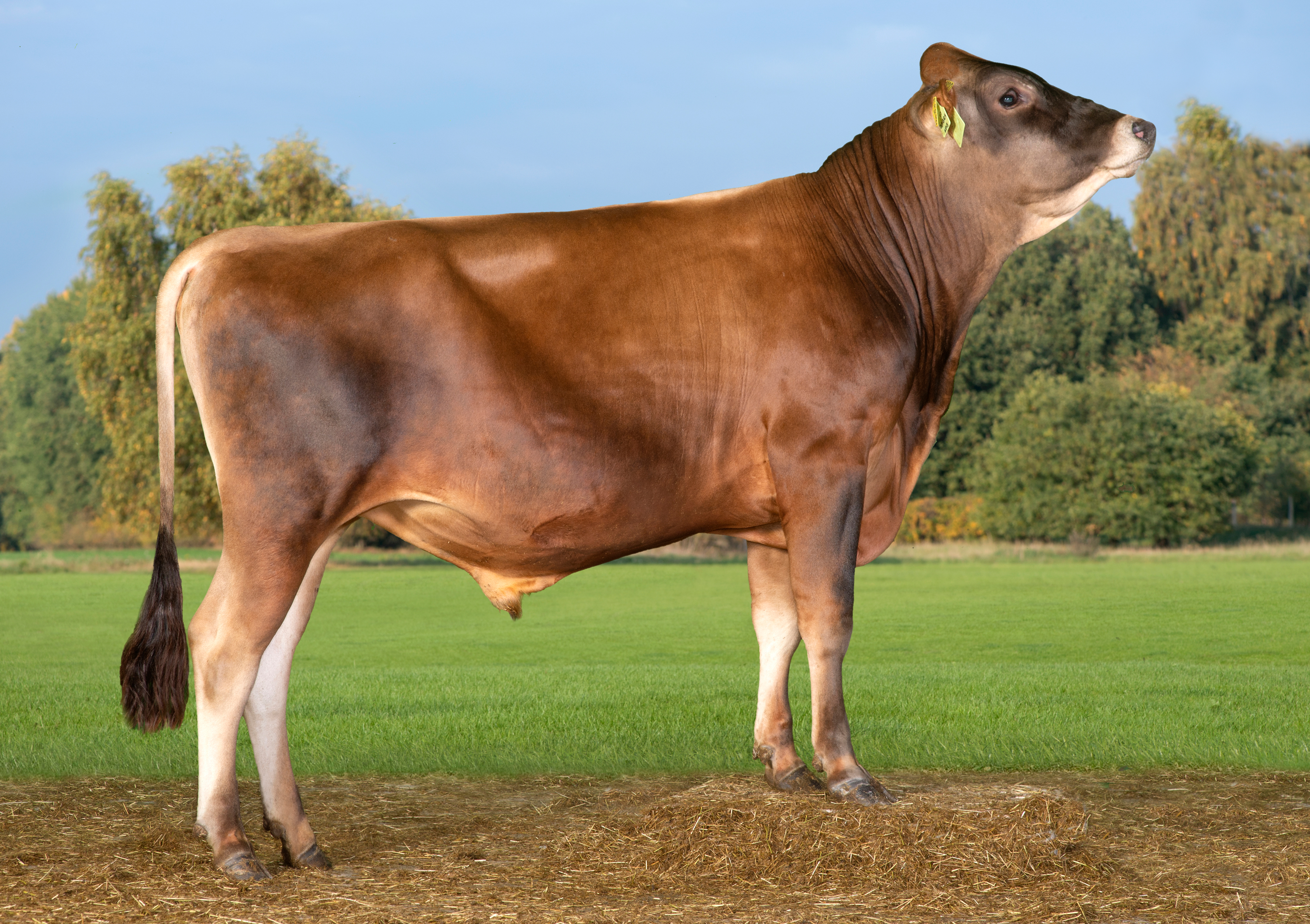 VJ Jabra (VJ Jojo) Edited (1)