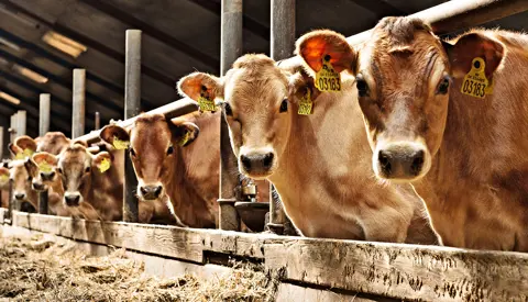 Haugaard421 Frit Layout Vn Srgb Web