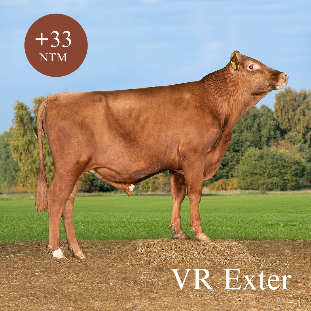 VR Exter