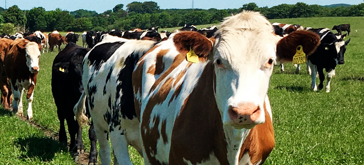 Årsmøde Jersey (1)