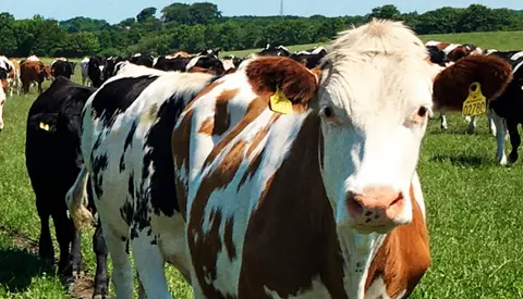 Årsmøde Jersey (1)