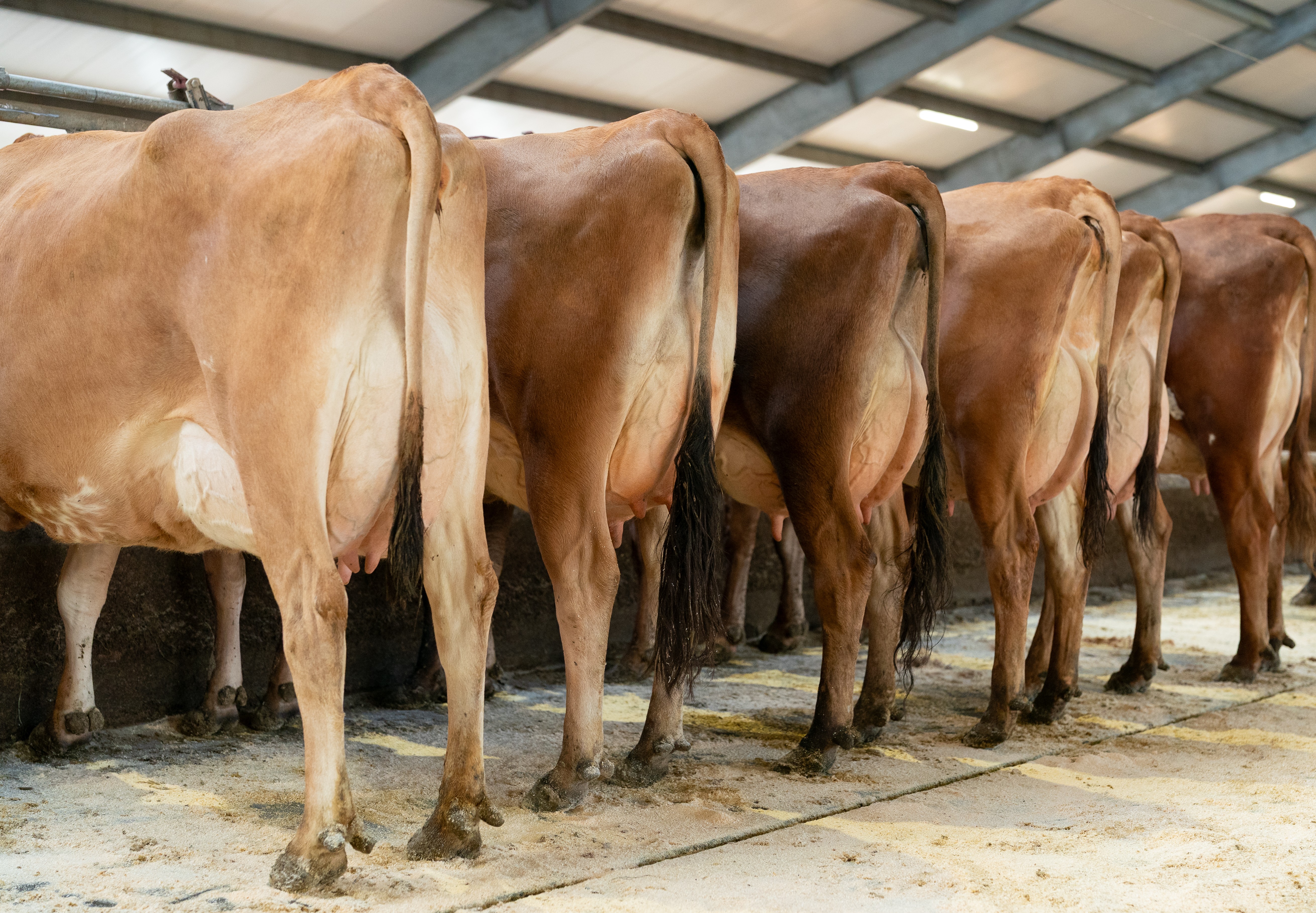 Højtydende, Holdbare Jersey Køer
