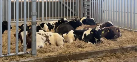 Nye Tyre Stalden På Vikinggenetics Tyrestation I Assentoft