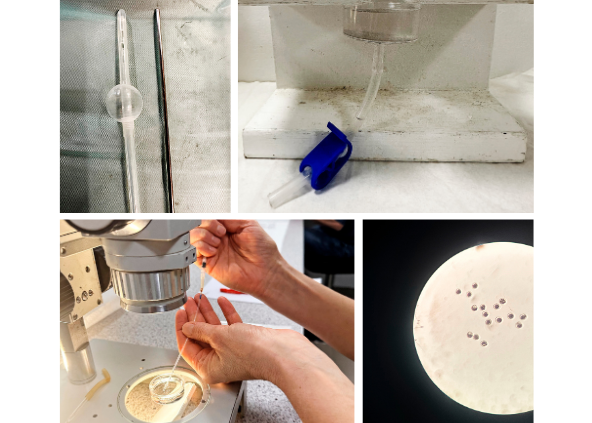 Embryoner Billede I Artikel 592X423