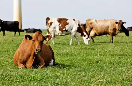 Golden1cross1592407430243 Srgb Web