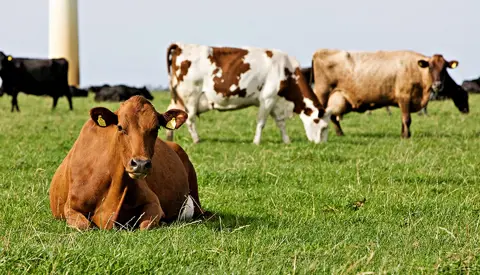 Golden1cross1592407430243 Srgb Web