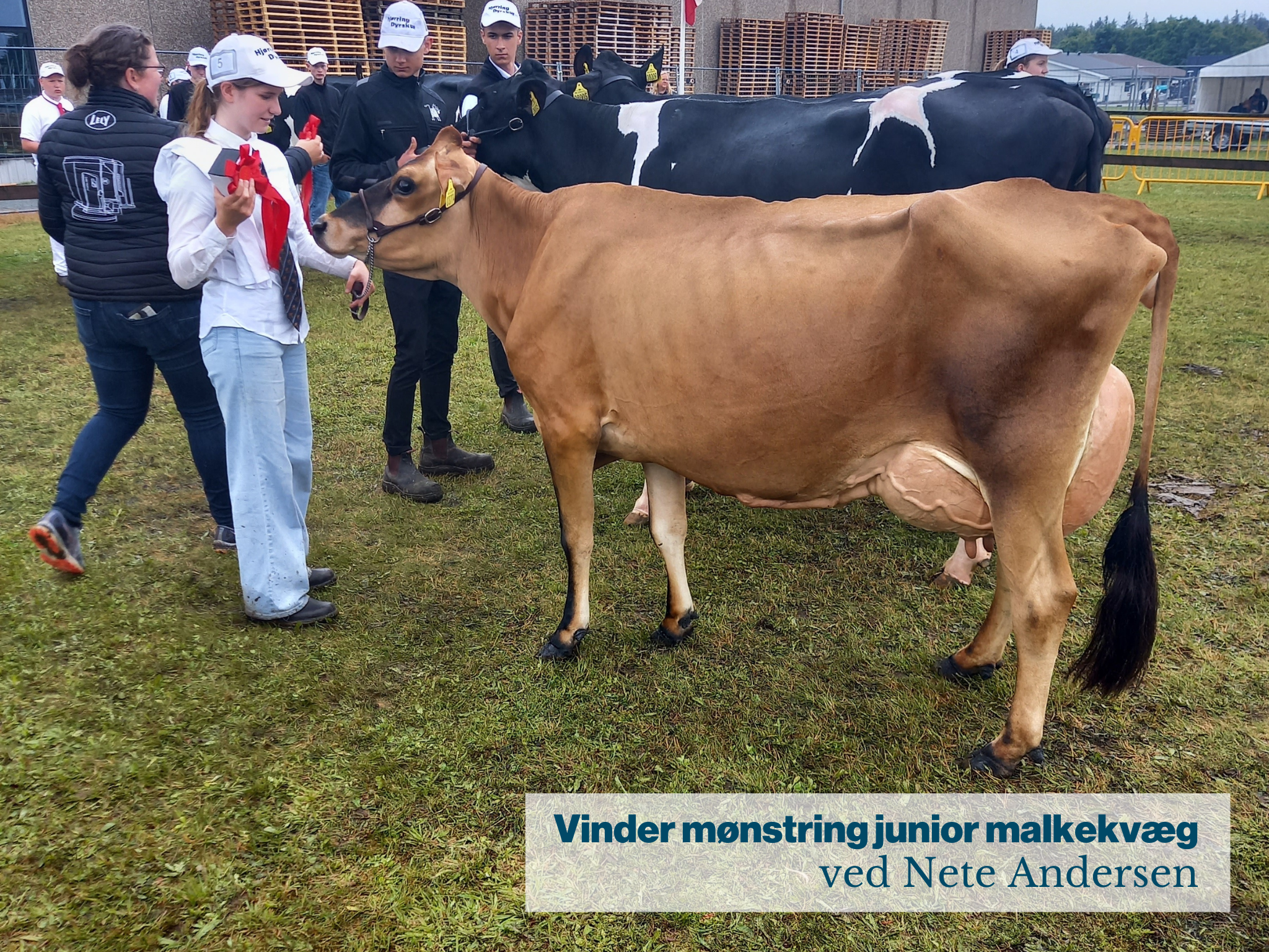 Vinder Mønstring Junior Malkekvæg