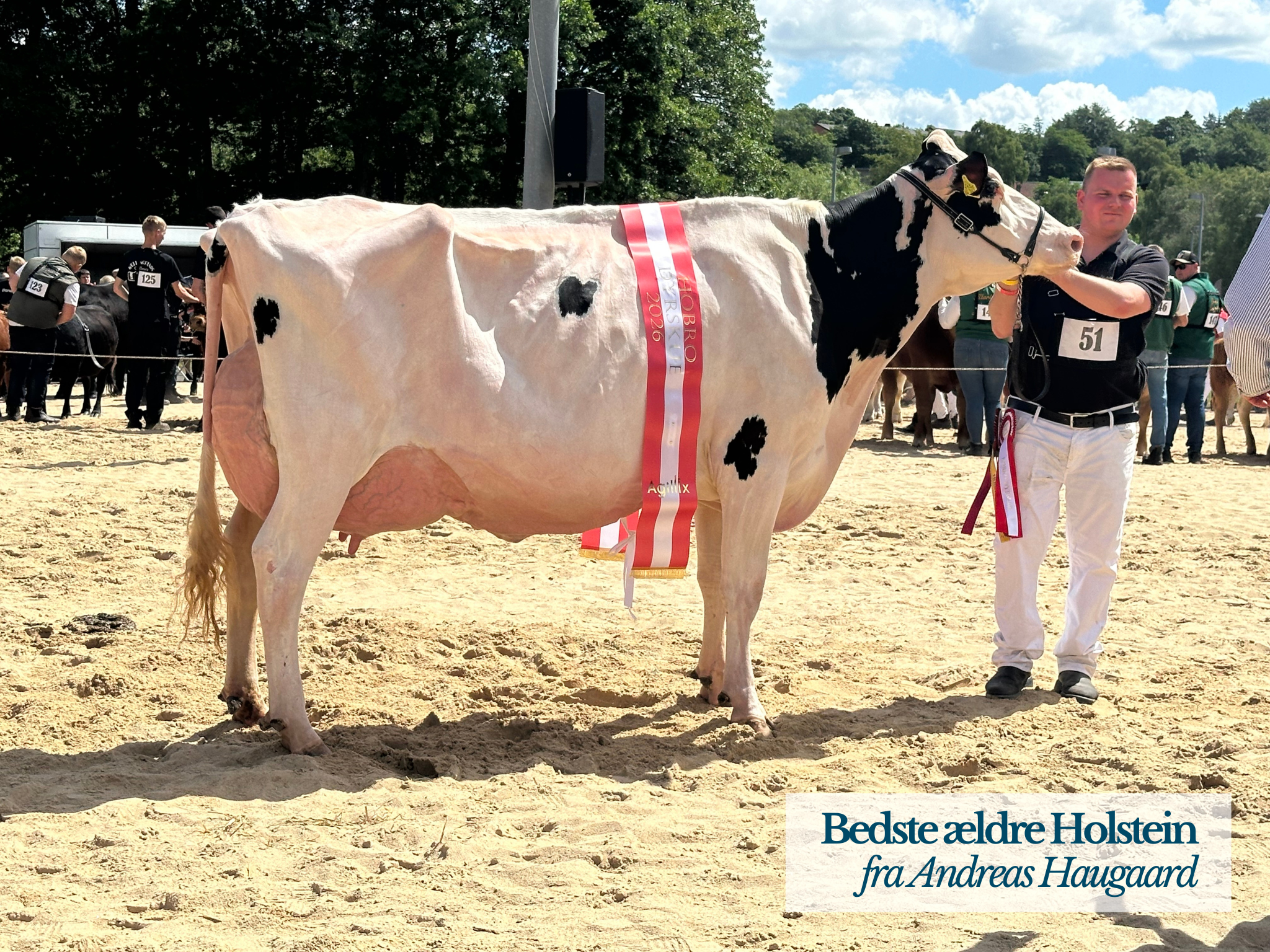 Bedste Ældre Holstein På Hobro Dyrskue 2026