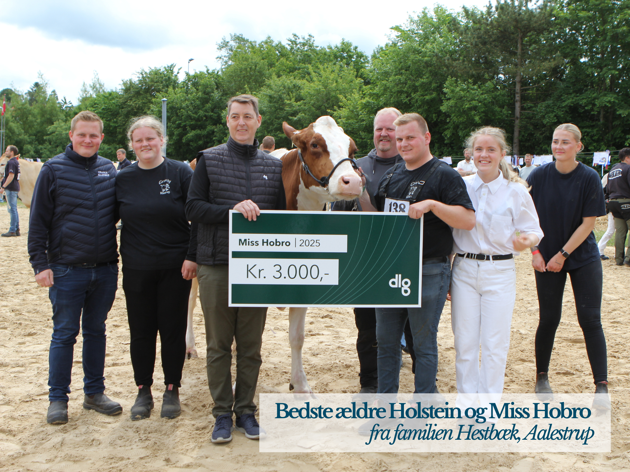 Bedste Ældre Holstein Og Miss Hobro