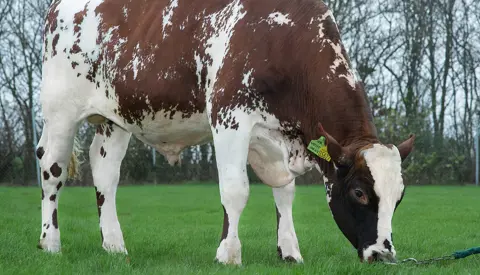 VR Vesty Stemning 38290 Forside