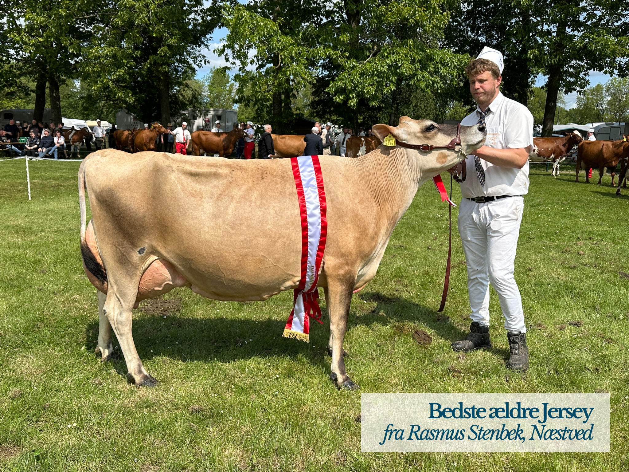 Bedste Ældre Jersey