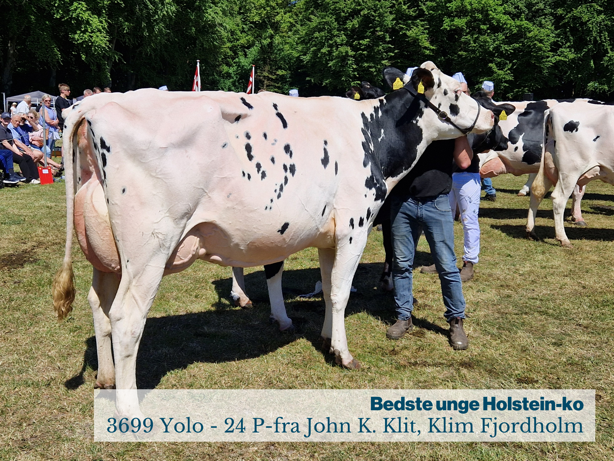 Fjerritslev Dyrskue Bedste Unge Holstein Ko