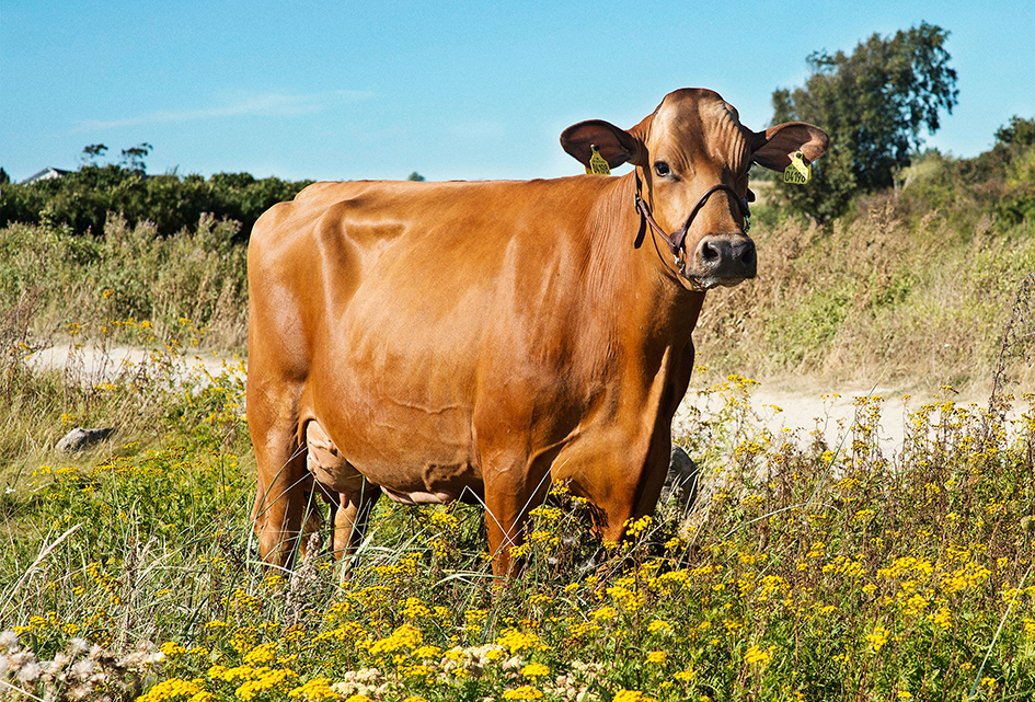 Rdm Vr Cigar Daughter1 No 17634 4198 From Hanne Storm Brems Fa Borg Scenic1 Srgb Web