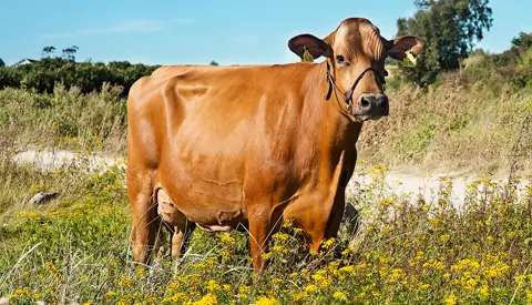 Rdm Vr Cigar Daughter1 No 17634 4198 From Hanne Storm Brems Fa Borg Scenic1 Srgb Web