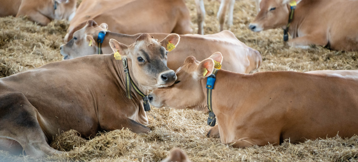 To Jersey Dyr Ligger Og Hygger Sig