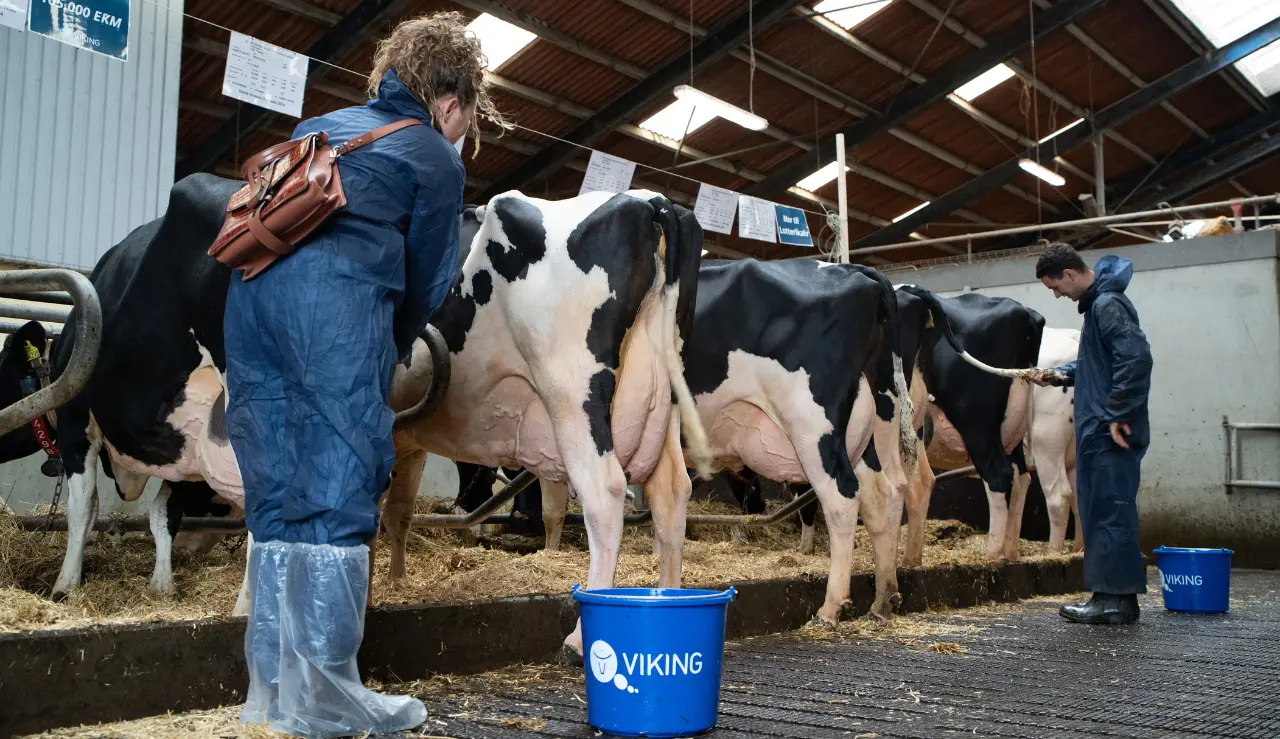 Stemning Fra Stalden