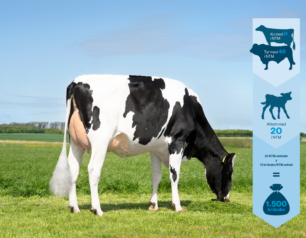 Artikel, Billede (2)