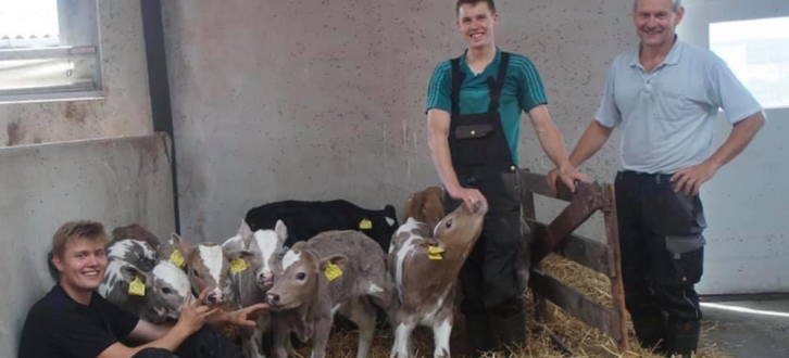 Kalvene Fra De Fem Køer, Der Alle Fik Tvillinger