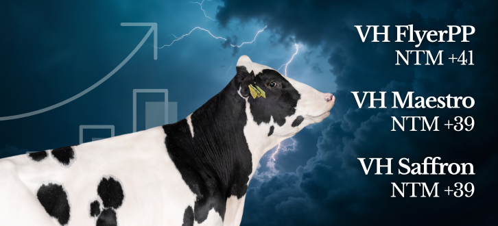 Entry Holstein Avlsværdital