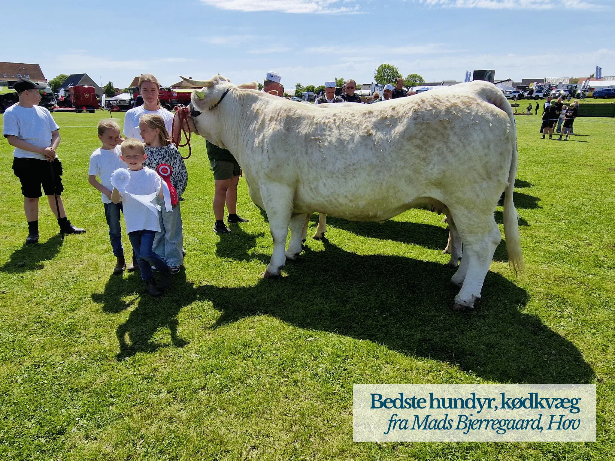 Bedste Hundyr Kødkvæg, Thy Mors Dyrskue 2025