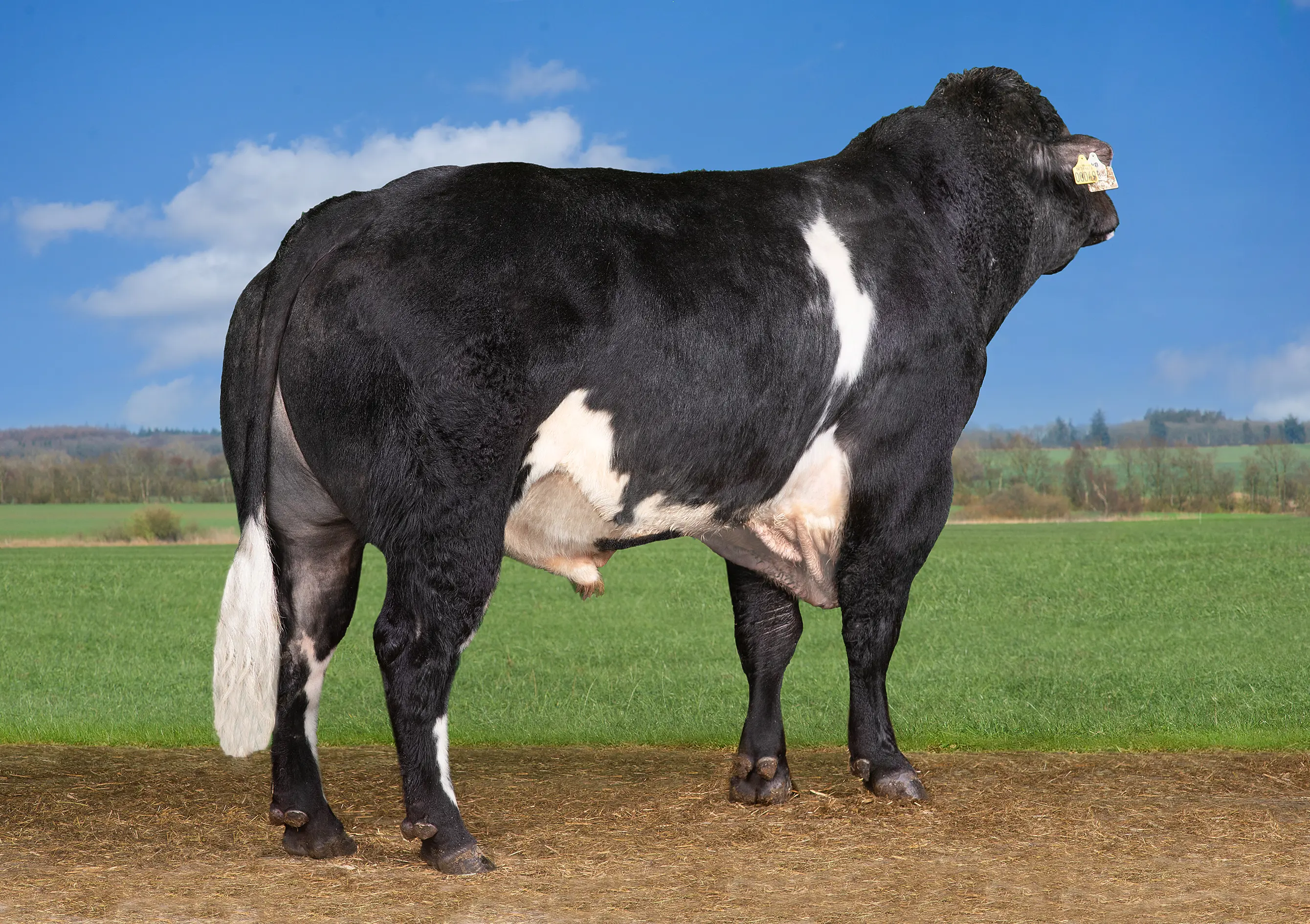 VB Nille Motiv Edited (2)