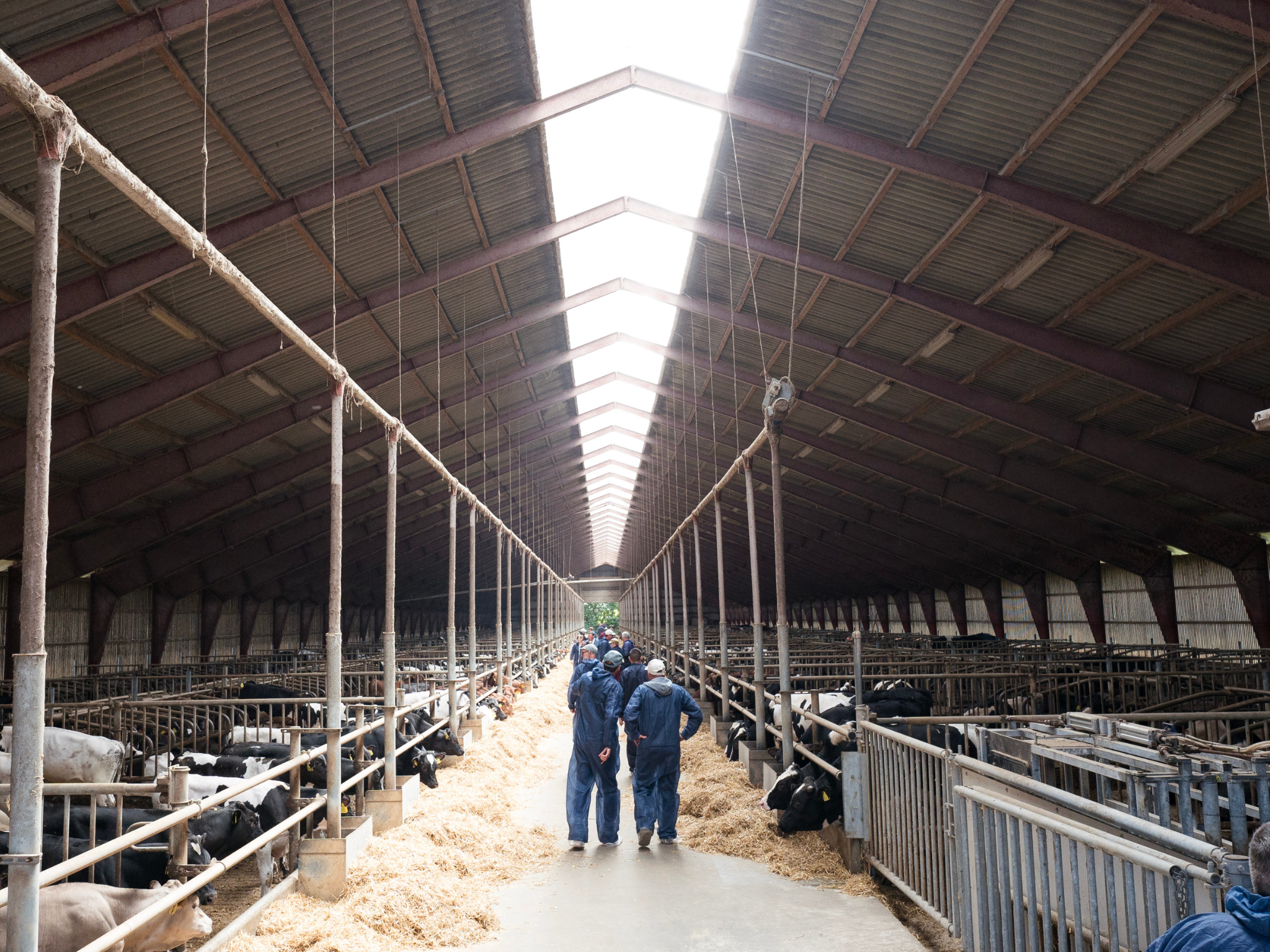 Jersey Verdenskongres 30