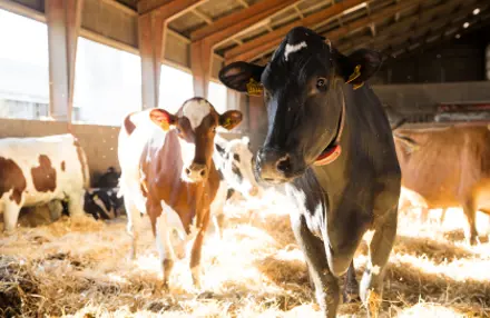 En Holsteingko Og En Rød Holsteinko