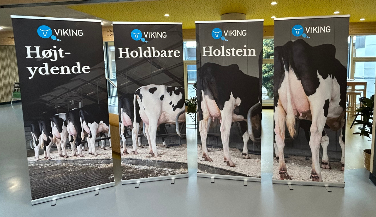 Roll Ups Med Teksten Højtydende Holbare Holstein